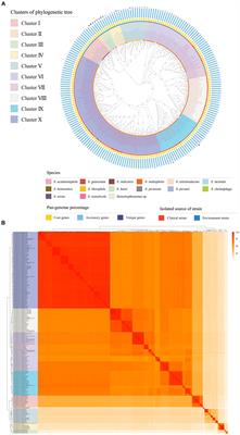 A comprehensive comparative genomic analysis revealed that plant growth promoting traits are ubiquitous in strains of Stenotrophomonas